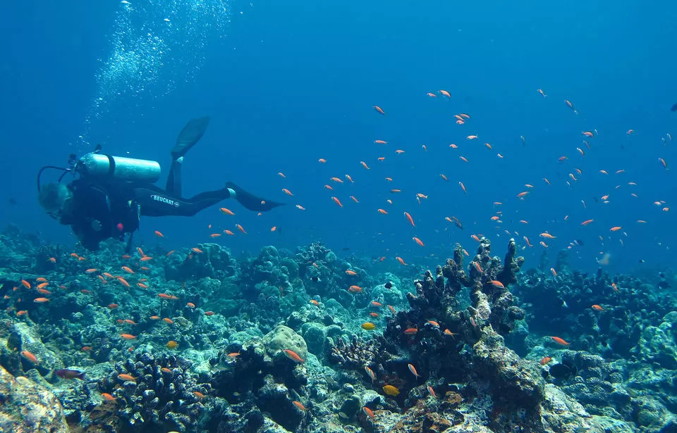 Diving in Havelock